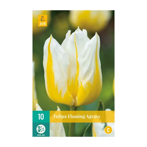 Tulpenbollen Flaming Agrass (zakje van 10 stuks)